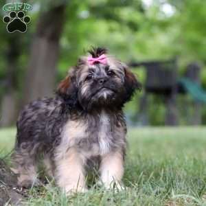 Sophia, Lhasa Apso Puppy